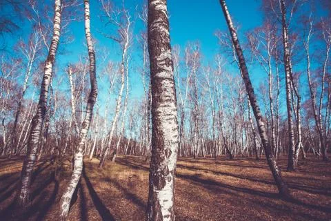 Spring flood in birch wood Stock Photos