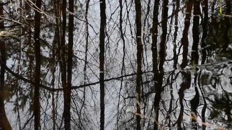 Spring flood in the black forest- 1 Stock Footage 76277423