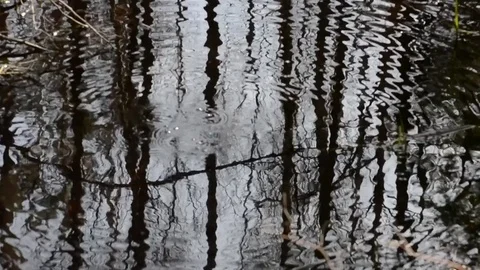 Spring flood in the black forest- 2 Stock Footage 76277390