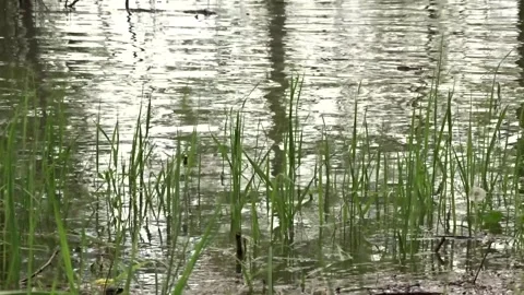 Spring flood, flood, Ob river in Siberia 스톡 동영상 277323366