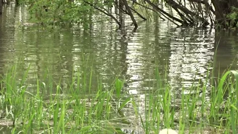 Spring flood, flood, Ob river in Siberia 스톡 동영상 277323371
