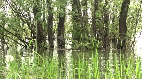 Spring flood, flood, Ob river in Siberia 스톡 동영상 277323379