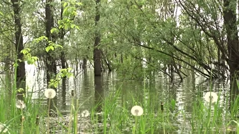 Spring flood, flood, Ob river in Siberia 스톡 동영상 277323382