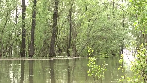 Spring flood, flood, Ob river in Siberia 스톡 동영상 277323386