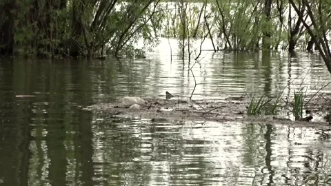 Spring flood, flood, Ob river in Siberia 스톡 동영상 277406341