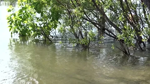Spring flood, flood, Ob river in Siberia Video stock 282459450