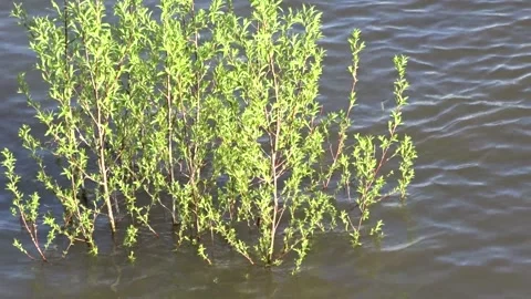 Spring flood, flood, Ob river in Siberia Stock Footage 282459453