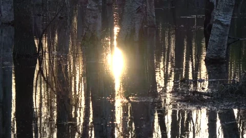 Spring flood in forest an evening sunshine Stock Footage 259289283