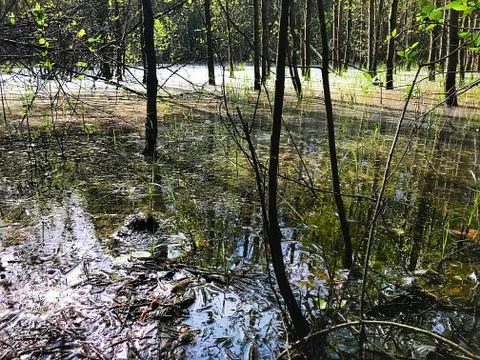 Spring flood in the forest. Stock Photos