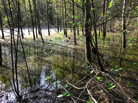 Spring flood in the forest. Stock Photos