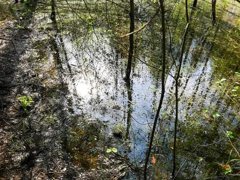 Spring flood in the forest. Stock Photos