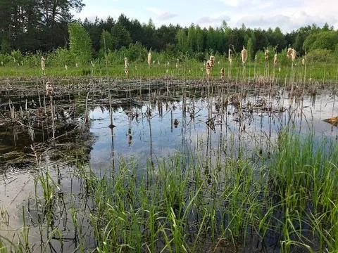 Spring flood in the forest. Stock Photos