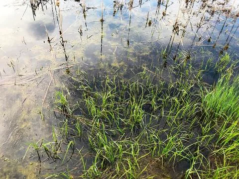 Spring flood in the forest. Stock Photos