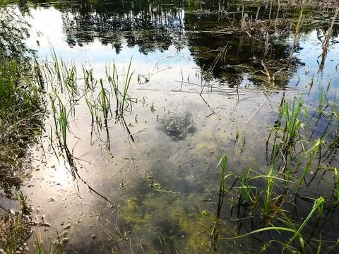 Spring flood in the forest. Stock Photos