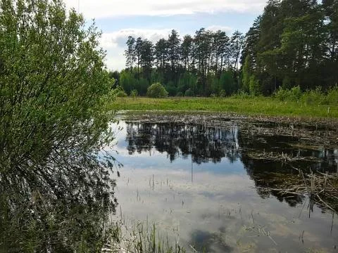Spring flood in the forest. Stock Photos