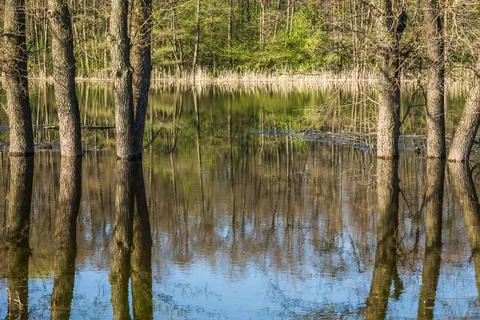 Spring flood in the forest Stock Photos