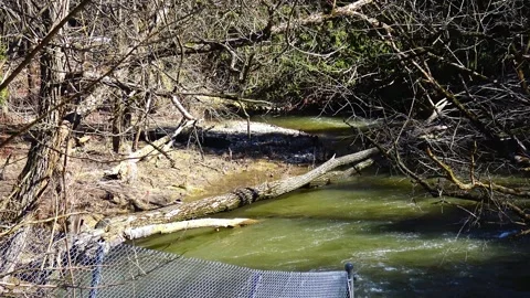 Spring flood on a forest river, showing a high water level and flooded ripa.. Stock Footage 341691998