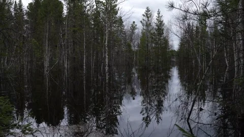 Spring flood in the forest in Siberia Stock Footage 280947939