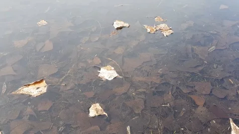 Spring flood lake Stock Footage 87992584