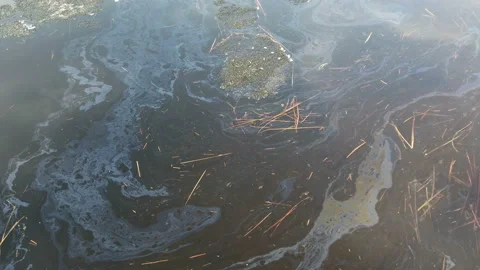 Spring flood of the lake, leaves float on the water, ice melts, oil stains Stock Footage 152485149