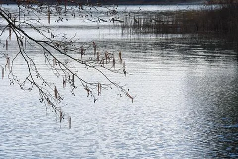 Spring flood on the lake with a view of branches with alder catkins Stock Photos
