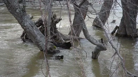 Spring flood of the river Stock Footage 62415696