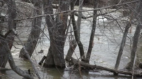 Spring flood of the river Stock Footage 62416320
