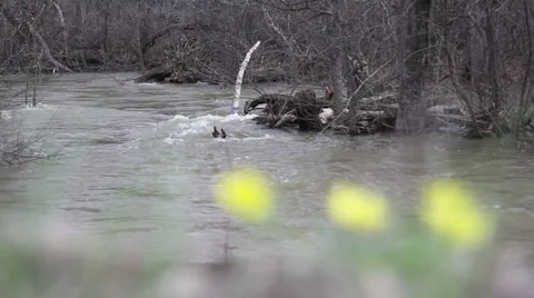 Spring flood of the river Stock Footage 62420420