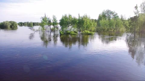 Spring flood of the river move past the trees Video stock 51451366