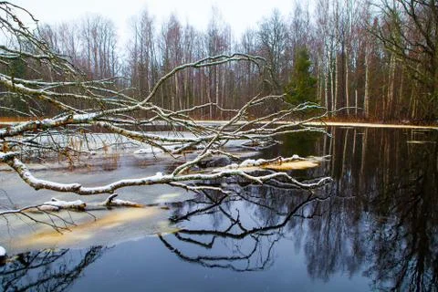 Spring flood of river, old tree branshes hold last ice on water Stock Photos
