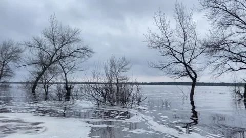 Spring flood, the river overflowed, trees were flooded, cloudy day Stock Footage 240908065