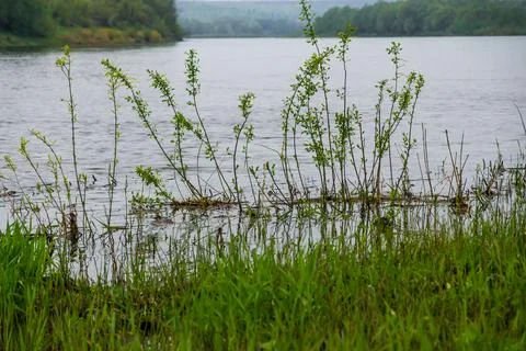 Spring flood on the river Stock Photos