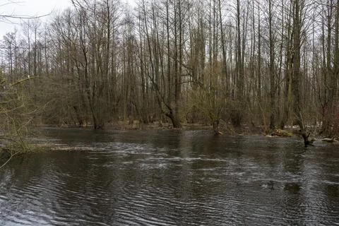 Spring flood on the river. Stock Photos