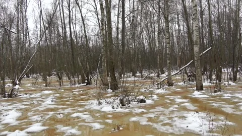 Spring flood in swampy forest Stock Footage 289404513