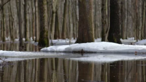 Spring flood. Trees stand in water. Video stock 271302973