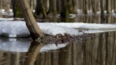 Spring flood. Trees stand in water. 库存影片 271303535