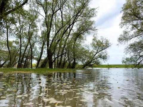 Spring flood, trees sunk with water Stock Photos
