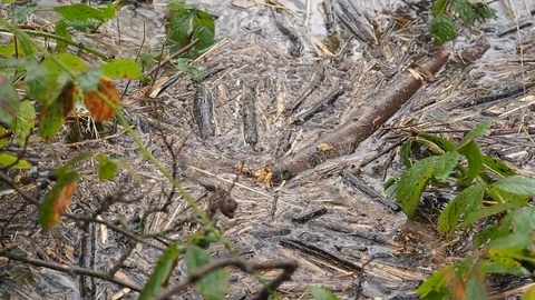 Spring Flooding And Fast Moving River Stock Footage 91865140