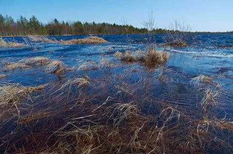 Spring flooding on the lake Foto stock
