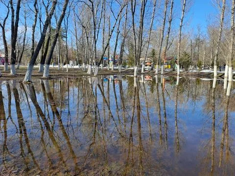 Spring flooding of the river, trees standing in the water Stock Photos