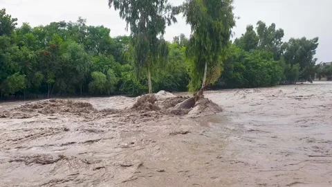 Spring floods submerge trees in murky water Stock Footage 274543052