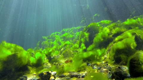 Spring floor, Low angle, low level Video stock 146865224