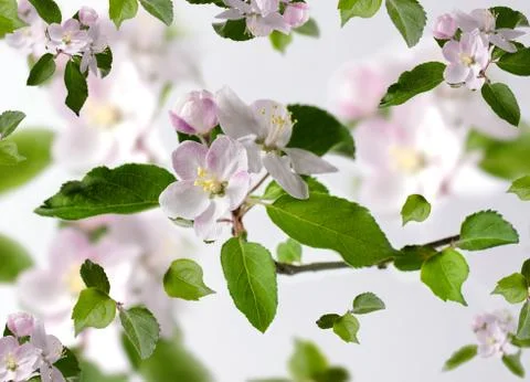 Spring floral background with apple tree flowers isolated on white. Stock Photos