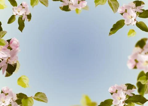 Spring floral background with apple tree flowers isolated on white. Stock Photos