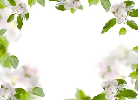 Spring floral background with apple tree flowers isolated on white. Stock Photos