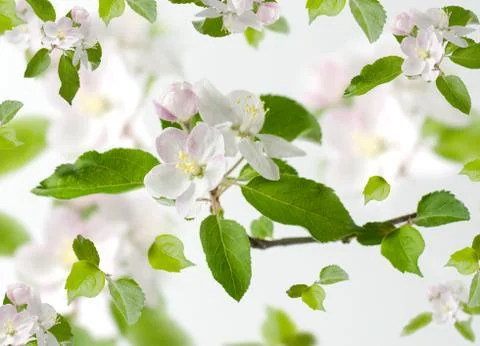 Spring floral background with apple tree flowers isolated on white. Stock Photos