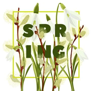 Spring floral background with beautiful snowdrop and pussy willow flower Stock Illustration