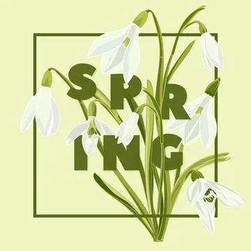 Spring floral background with beautiful snowdrop flowers Stock Illustration
