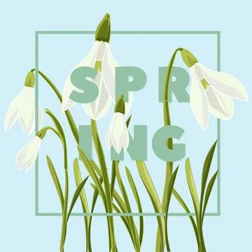 Spring floral background with beautiful snowdrop flowers Stock Illustration