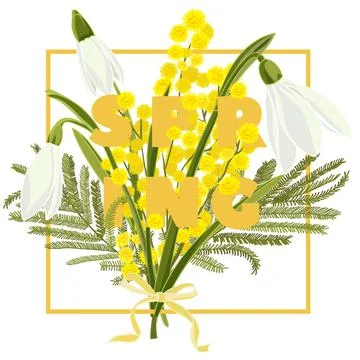 Spring floral background with beautiful snowdrop and mimosa Stock Illustration